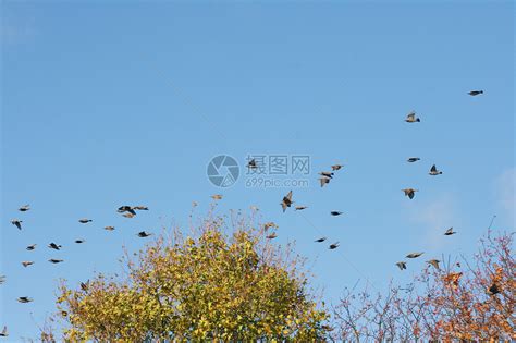 家里进鸟|如何帮助误飞入室内的鸟？